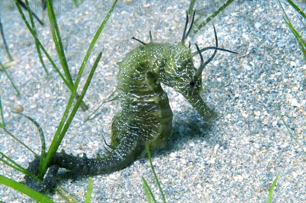 Short-snouted Seahorse (Hippocampus hippocampus)