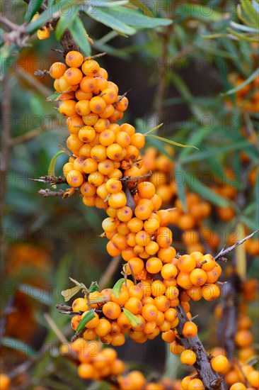 Sea buckthorn (Hippophae rhamnoides) with ripe berries