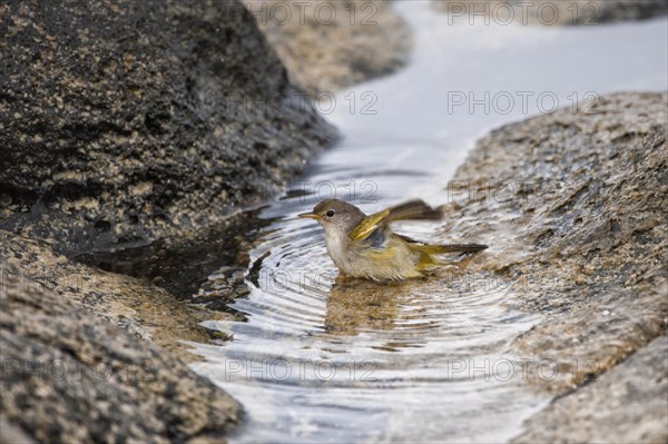 American Yellow Warbler (Dendroica petechia aureola)