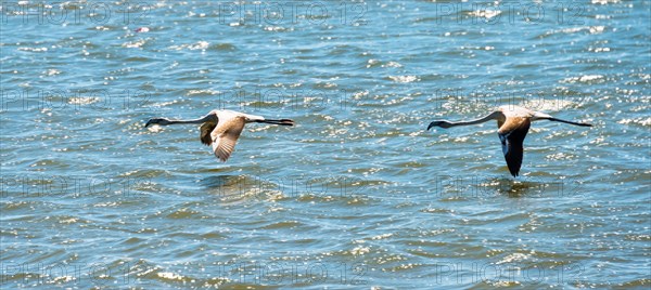 American Flamingo (Phoenicopterus ruber)