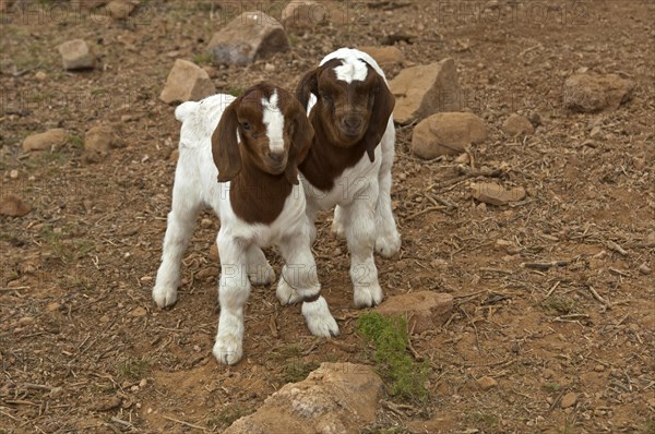 Boer Goat kids