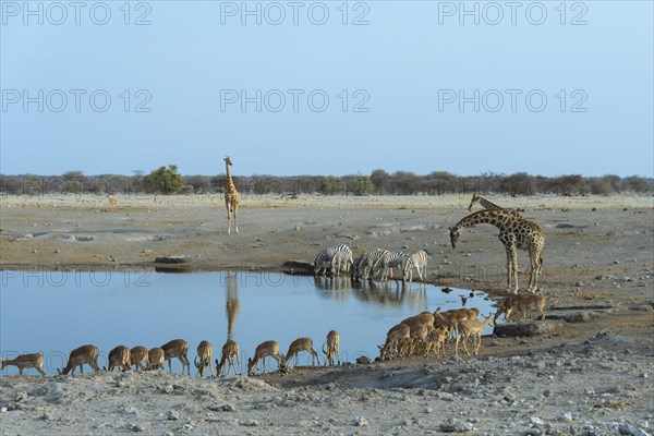 Burchell's Zebra (Equus quagga burchellii)