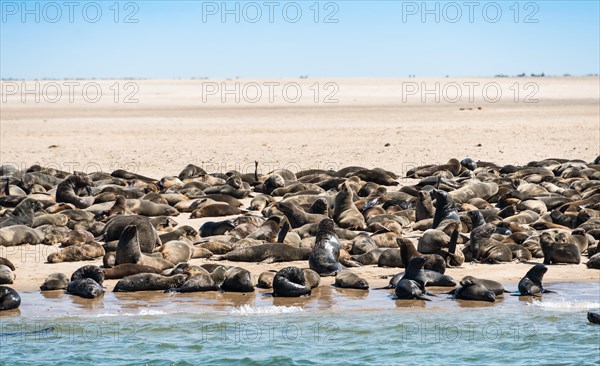 Colony of Brown Fur Seals or Cape Fur Seals (Arctocephalus pusillus) on a small upstream sandbank