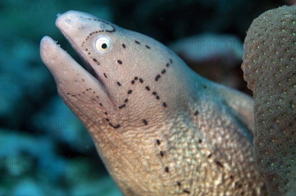 White-eyed Moray (Gymnothorax thrysoideus)