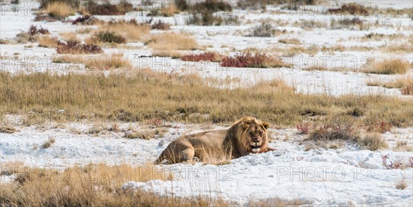 Lion (Panthera leo)