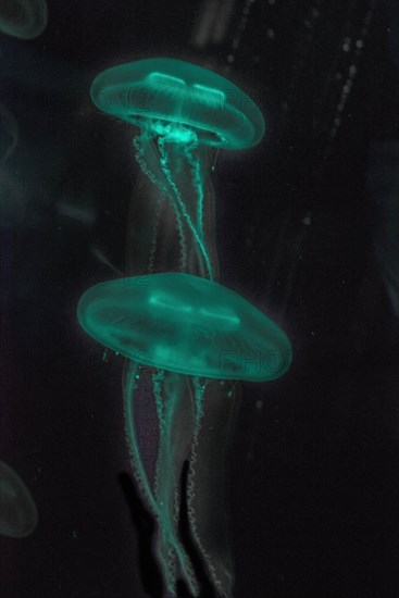 Moon Jellyfish (Aurelia aurita) in coloured light