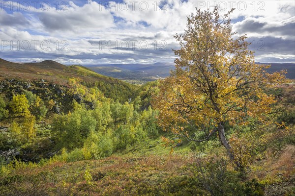 River valley and a Birch tree in autumn colours