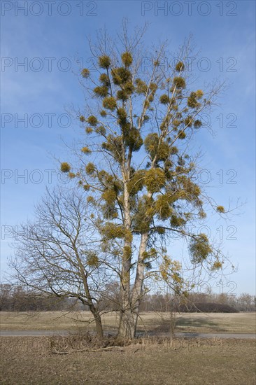 European Mistletoe or Common Mistletoe (Viscum album) growing on a Poplar tree (Populus sp)