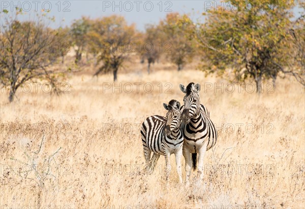 Two Burchell's Zebras (Equus quagga burchellii)