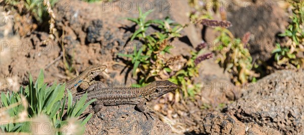 Two Canaries Lizards (Gallotia galloti) basking on a rock