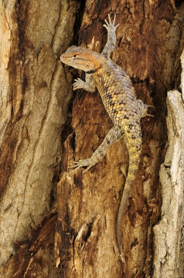 Yellow-backed Spiny Lizard or Desert Spiny Lizard (Sceloporus magister)