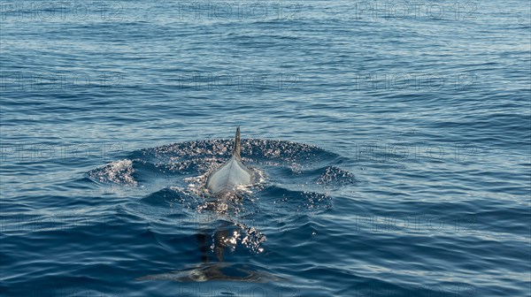 Pilot Whale (Globicephala) emerging from water