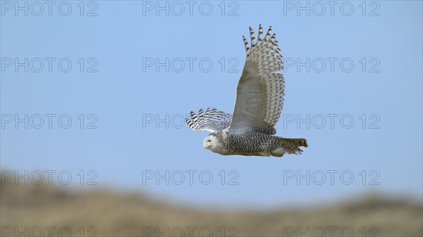 Snowy Owl (Bubo scandiacus)