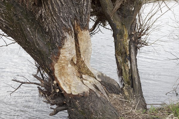 Beaver bite marks on a tree on the Elbe river