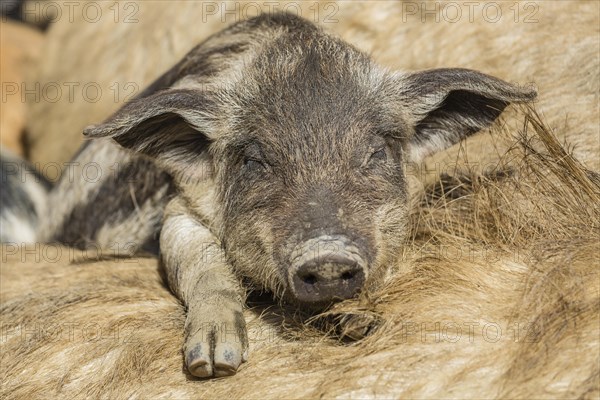 Mangalitsa or Mangalitza Pigs (Sus scrofa domestica)