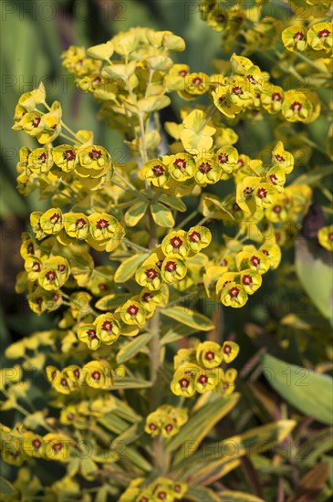 Martin's Spurge (Euphorbia martinii)