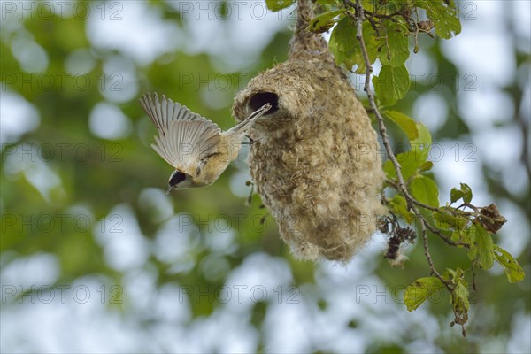 Penduline Tit (Remiz pendulinus) flying from its nest