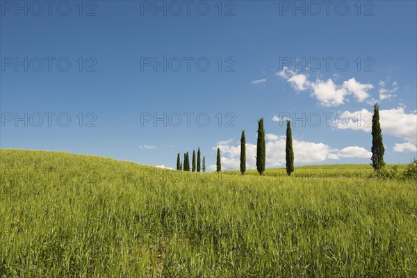 Mediterranean Cypresses (Cupressus sempervirens)