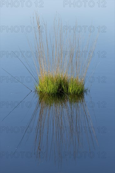 Purple Moor Grass (Molinia caerulea)