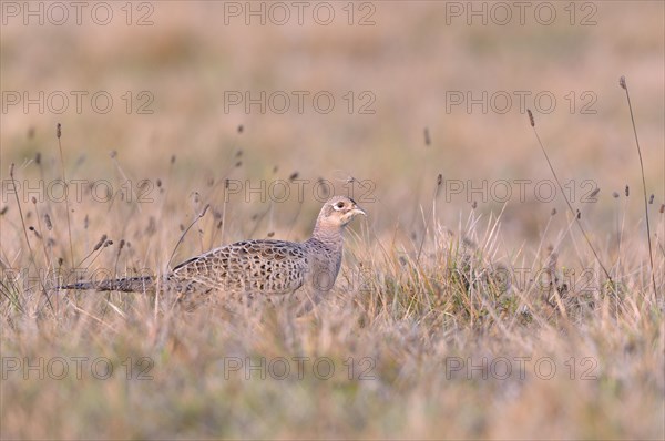 Pheasant (Phasianus colchicus)