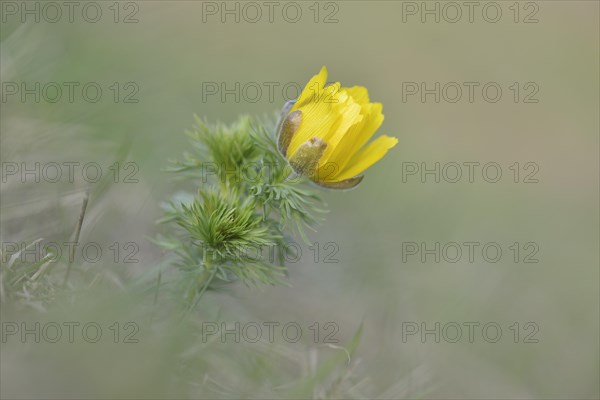 Pheasant's eye (Adonis vernalis)