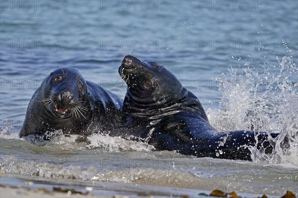 Two Grey seals (Halichoerus grypus) fighting in shallow water