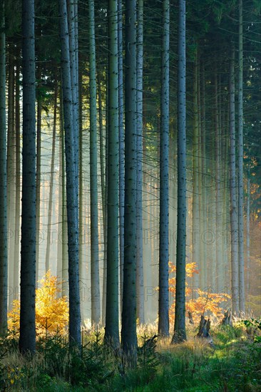 Light-flooded spruce forest (Picea) in autumn