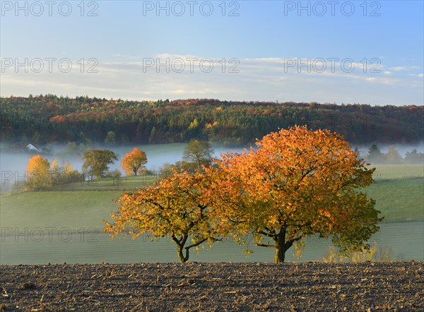 Cherry trees with autumn leaves in front of forest and meadows in autumn with morning fog