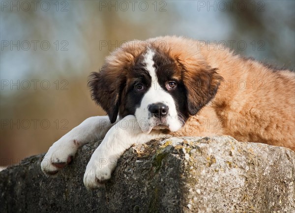 Saint Bernard puppy lying tired on a boulder