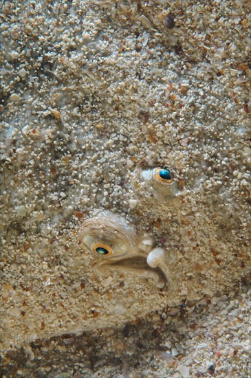 Blackhand Sole (Pegusa nasuta)