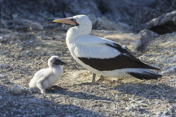 Nazca Booby (Sula granti) with a chick