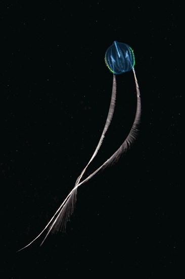 Sea Gooseberry (Pleurobrachia pileus)