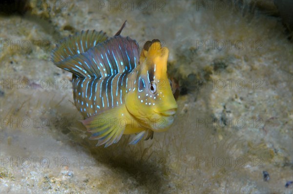 Peacock Blenny (Salaria pavo)