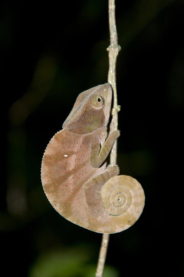 Parsons Chameleon (Calumma parsonii)