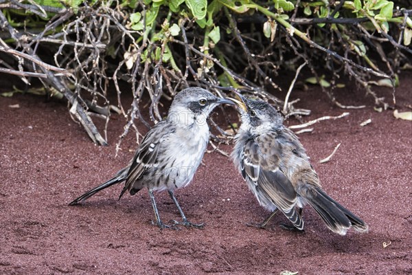 Galapagos Mockingbirds (Nesomimus parvulus)