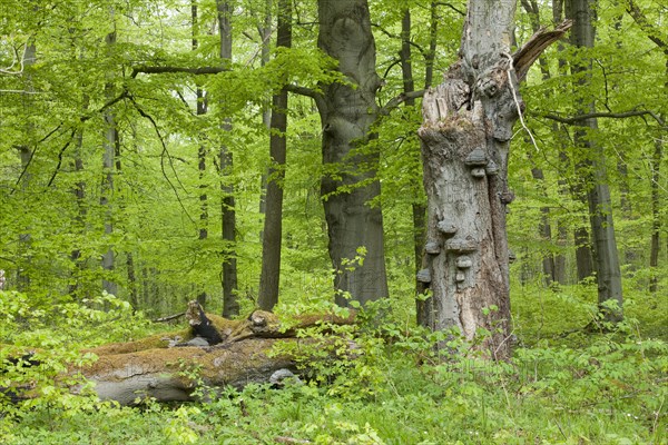 Dead Common Beech or European Beech (Fagus sylvatica) with True Tinder Polypore fungi (Fomes fomentarius)