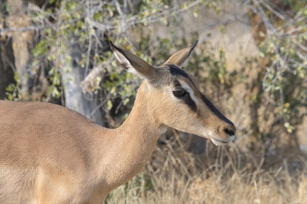 Blacked-faced Impala (Aepyceros melampus petersi)