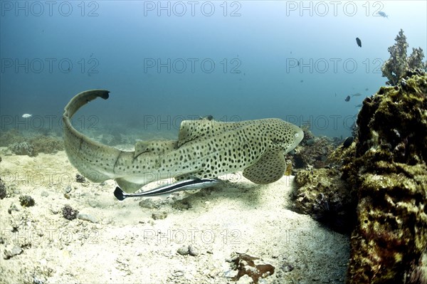 Leopard Shark (Triakis semifasciata)