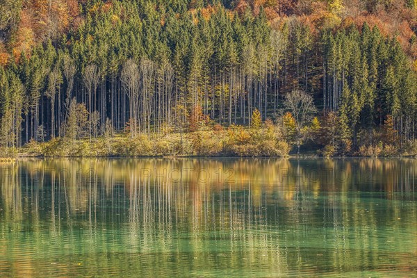 Autumn forest with its reflection in Almsee lake