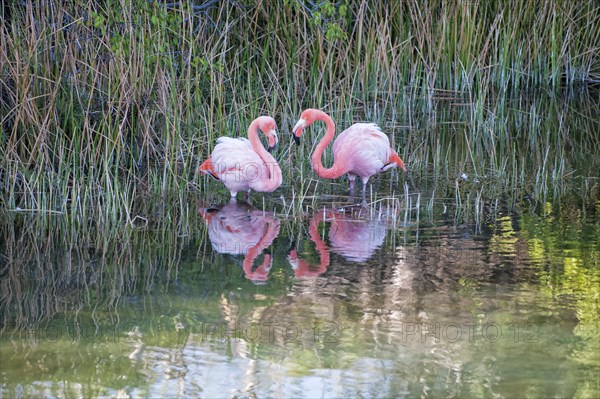 Pair of Greater Flamingos or American Flamingos (Phoenicopterus ruber)