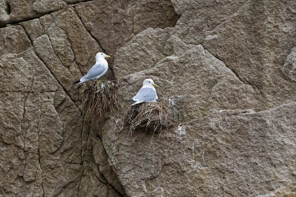 Black-legged Kittiwakes (Rissa tridactyla)