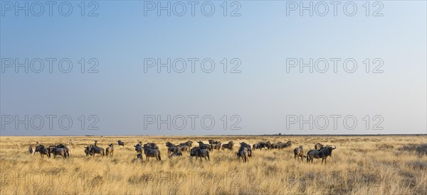 Wildebeest (Connochaetes taurinus)