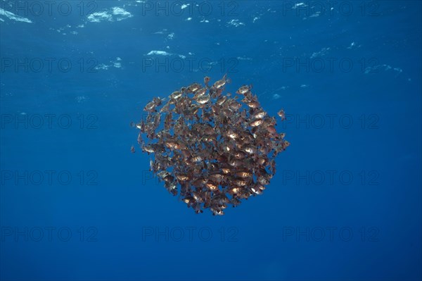 School of Boarfish (Capros aper)