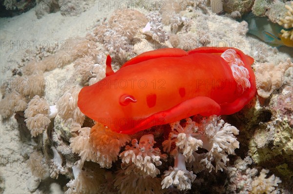 Spanish Dancer (Hexabranchus sanguineus) nudibranch