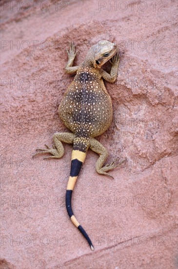 Chuckwalla (Sauromalus ater)