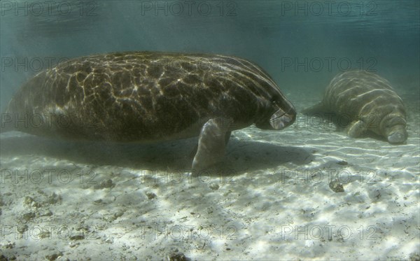 West Indian Manatees or Sea Cows (Trichechus manatus)