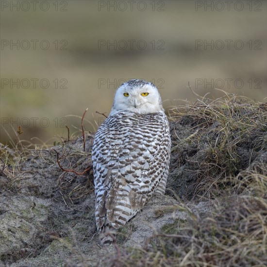 Snowy Owl (Bubo scandiacus)