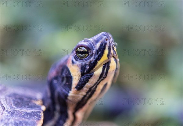 Florida Redbelly Turtle (Pseudemys nelsoni)