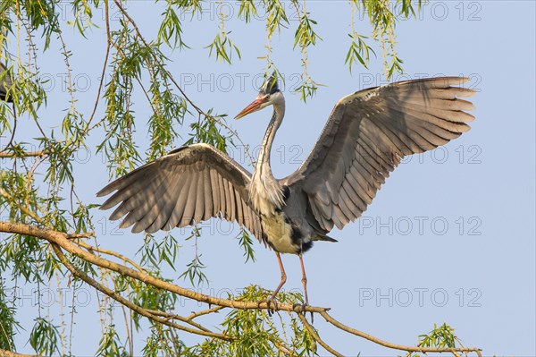 Grey Heron (Ardea cinerea) with spread wings