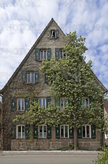 Blossoming espalier Pear (Pyrus) on the facade of an old farmhouse